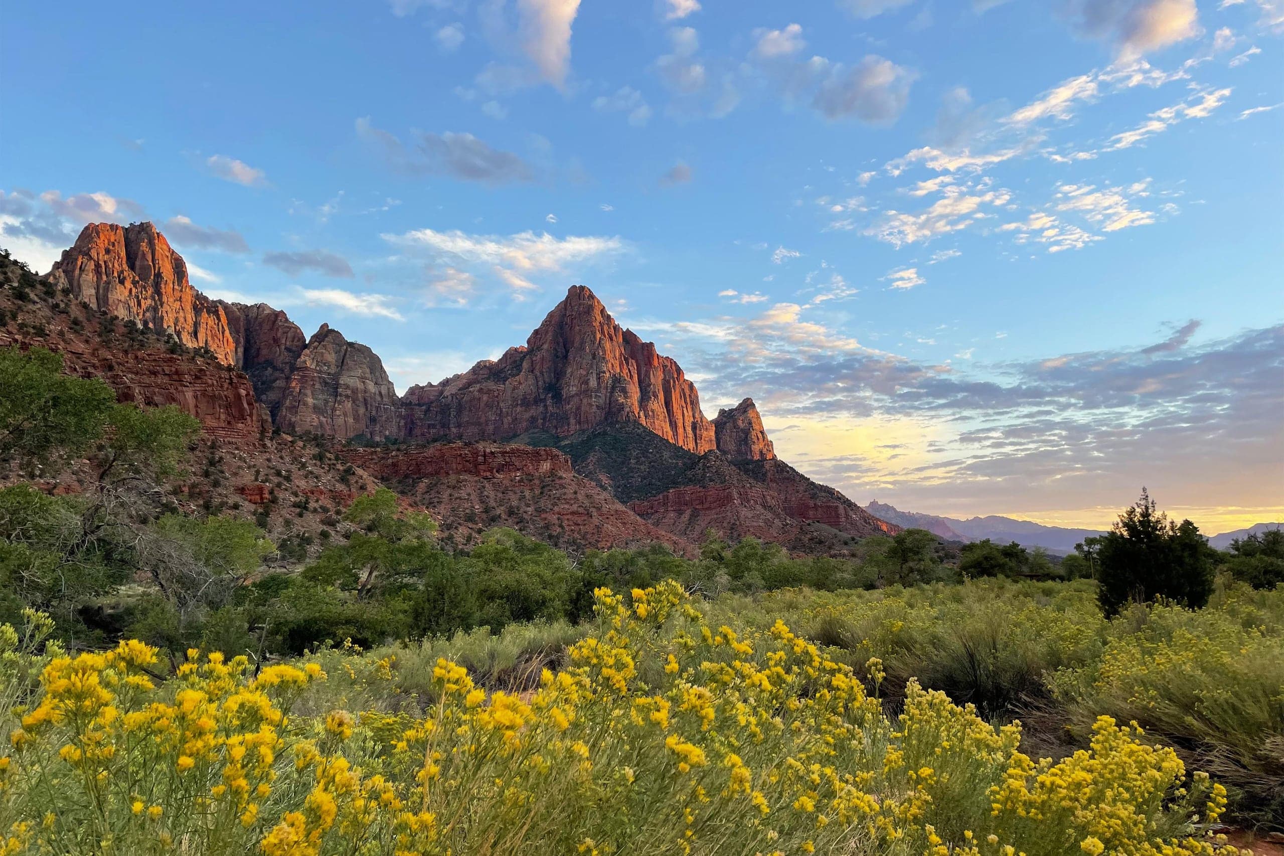 The Watchman, a pyramid of red and tan sandstone in Zion Canyon, lit warm by low sun beneath a blue sky streaked with cloud. A broad field of yellow rabbitbrush and green desert scrub fills the foreground.